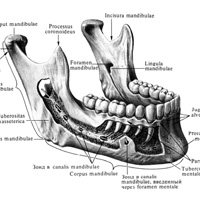 Нижняя челюсть (mandibula); вид снаружи