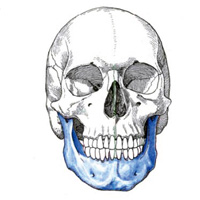 Топография нижней челюсти