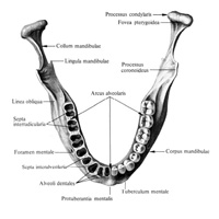 Нижняя челюсть (mandibula); вид сверху