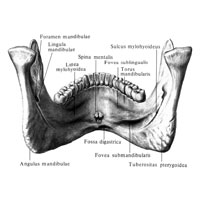 Нижняя челюсть, mandibula; вид изнутри