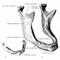 Нижние челюсти новорождённого (А) и старика (Б)