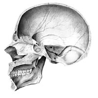 Череп (cranium); вид изнутри