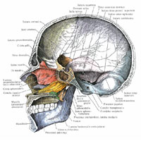 Череп (cranium); вид изнутри (получхематично)