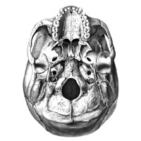 Череп (cranium); вид снизу. (Базилярная норма (norma basilaris)юНаружное основание черепа (basis cranii externa.))