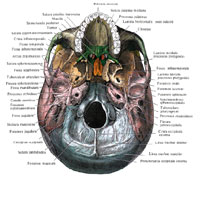 Череп (cranium); вид снизу (полусхематично).