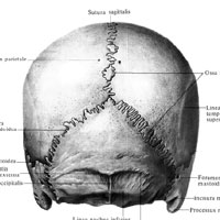 Череп (cranium); вид сзади. (Без нижней челюсти.)