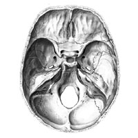 Внутреннее состояние черепа (basis cranii interna); вид сверху