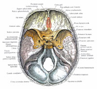 Внутреннее основание черепа (basis cranii interna); вид сверху (полусхематично)