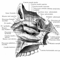 Латеральная стенка скелета полости носа (cavitas nasi).(Правая сторона. Сегетальный распил, проведённый вправо от костной перегородки носа.)