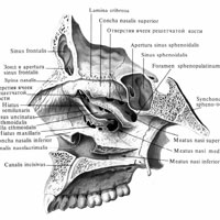 Латеральная стенка скелета полости носа. (Правая сторона. Сегетальный распил, проведённый вправо от костной перегородки носа. Верхняя, средняя и нижняя носовые раковины (conchae nasales superior, et inferior) частично удалены.)