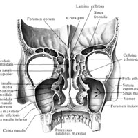 Скелет полости носа и глазниц; вид сзади. (Фронтальный распил через основание височных отростоков скуловых костей.)
