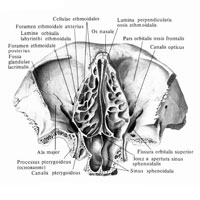 Скелет полости носа и глазниц; вид снизу. (Горизонтальный распил через срединные отделы входа в глазницы.)