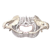 Кости пояса верхней конечности и грудная клетка; вид сверху