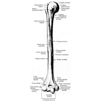 Плечевая кость (humerus) правая; вид спереди