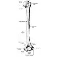 Плечевая кость (humerus); вид сзади