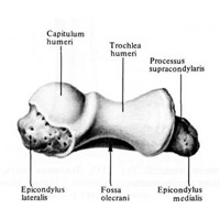 Дистальный конец плечевой кости, правой; вид снизу