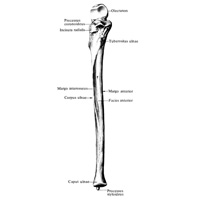 Локтевая кость (ulna, правая). (Передняя поверхность (facies anterior))