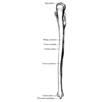 Локтевая кость (ulna) правая. (Передняя поверхность (facies anterior))
