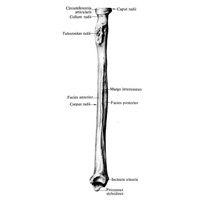 Лучевая кость, radius, правая; вид со стороны локтевой кости.