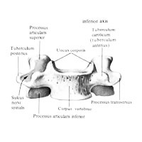 Шестой (VI) шейный позвонок (vertebra cervicalis VI; вид спереди