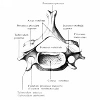 Шестой (VI) шейный позвонок (vertebra cervicalis VI; вид сверху