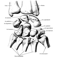 Кости запястья, ossa carpi, правые. (Тыльная поверхность.)