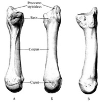 Пястная кость III, os metacarpale III, правая