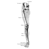 Кости нижней конечности, ossa membri inferioris, правой; вид спереди