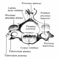 Четвёртый (IV) шейный позвонок (vertebra cervicalis IV; вид снизу