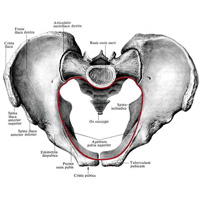 Мужской таз, pelvis masculium; вид сверху. (Верхняя апертура таза, pelvis superior, обозначена красной линией)
