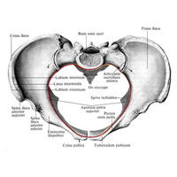 Женский таз, pelvis femininum; вид сверху. (Верхняя апертура таза, pelvis superior, обозначена красной линией)