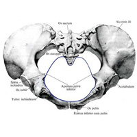 Женский таз, pelvis femininum; вид снизу. (Нижняя апертура таза, pelvis inferior, обозначена синей линией)