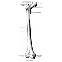 Бедренная кость, os femoris, правая; вид спереди.