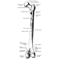 Бедренная кость, os femoris, правая; вид сзади.