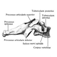 Шестой (VI) шейный позвонок (vertebra cervicalis VI; вид справа