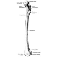 Бедренная кость, os femoris, правая. (Медиальная поверхность.)