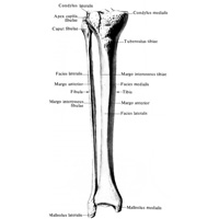 Большеберцовая кость, tibia, и малоберцовая кость, fibula, правые; вид спереди