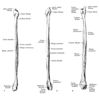 Малоберцовая кость, fibula, правая.