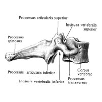 Седьмой (VII) шейный позвонок (vertebra prominens VII; вид справа