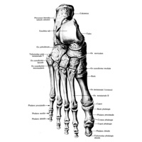 Кости стопы, ossa pedis, правой. (Тыльная поверхность.)