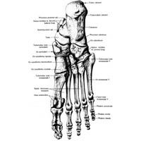 191. Кости стопы, ossa pedis, правой. (Подошвенная поверхность.)