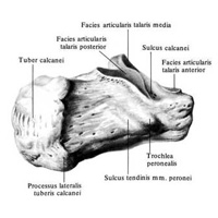 Пяточная кость, calcaneus, правая. (Переднемедиальная поверхность.)