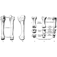 Плюсневая кость III, os metatarsale III, правая