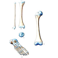 Кости нижней конечности, ossa membri inferioris, правой (новорожденный)