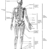 Система скелета, вид сзади