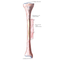 Большеберцовая кость правая; вид спереди. (В средних отделах кости надкостница (periosteum) разрезана и отвёрнута.)