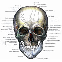 Череп (cranium); вид спереди (полусхематично)