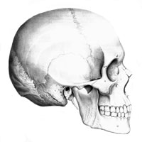 Череп (cranium); вид справа. (Латеральная норма (norma lateralis)