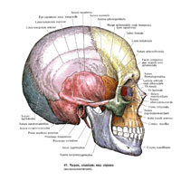 Череп (cranium); вид справа (полусхематично)