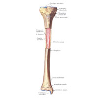 Большеберцовая кость правая; вид спереди. (Надкостница удалена. Вскрыта часть костномозговой полости. Эпифизы не сращены с диафизом.)